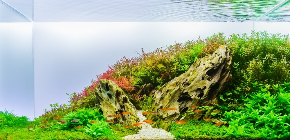 se lancer en aquascaping