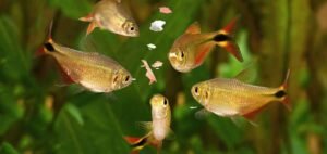 Avantages et inconvénients des aliments pour poissons en aquarium