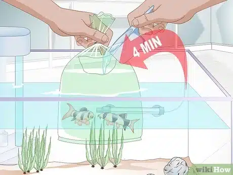 comment-acclimater-poissons-aquarium-guide-ultime