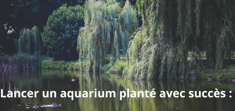 Lancer un aquarium planté avec succès : guide pour les débutants