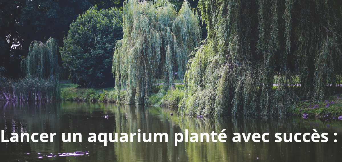 Lancer un aquarium planté avec succès : guide pour les débutants