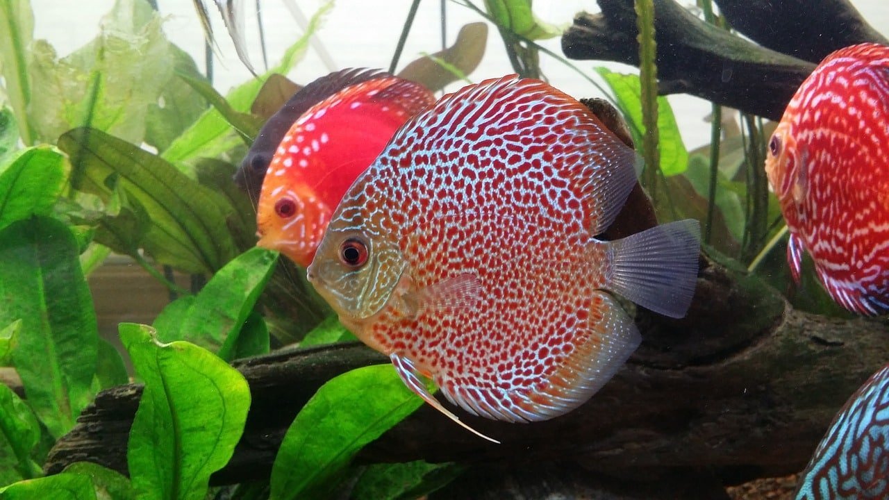 Aquarium planté avec discus représentant les guides d’aquariophilie