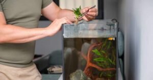 comment entretenir vos plantes d'aquarium