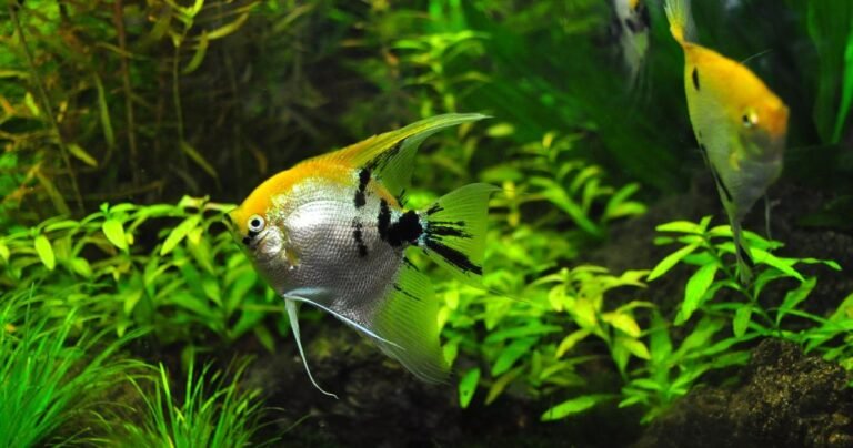 L'aquariophilie est une passion relaxante et enrichissante qui apporte un morceau de nature directement chez vous