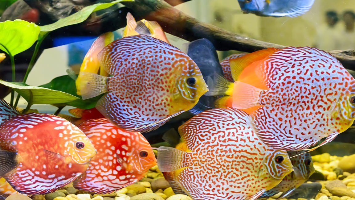 Discus : Guide Complet pour un Bel Aquarium de A à Z