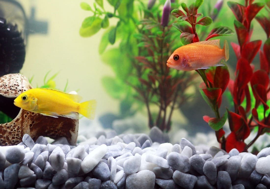 Débuter en aquariophilie d'eau douce est une aventure passionnante mais qui nécessite quelques connaissances de base. Ce guide exhaustif vous révèle les secrets pour choisir,