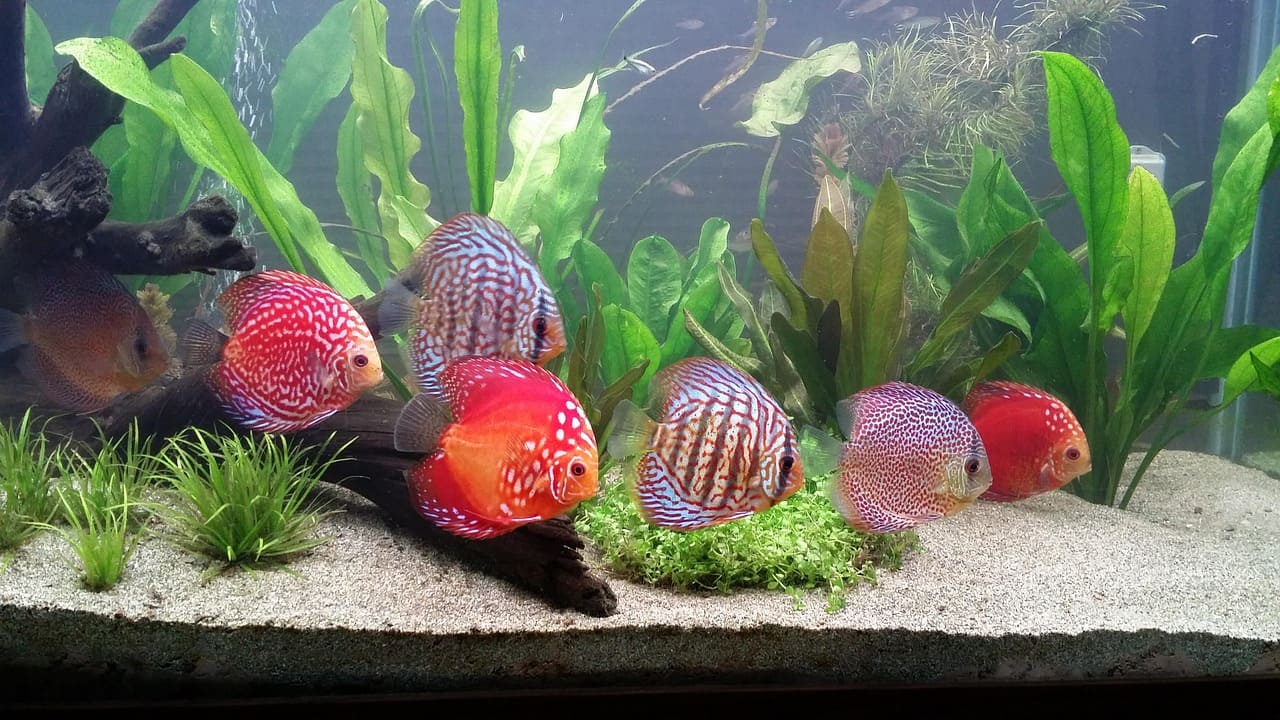 Discus en banc dans un aquarium aquascapé