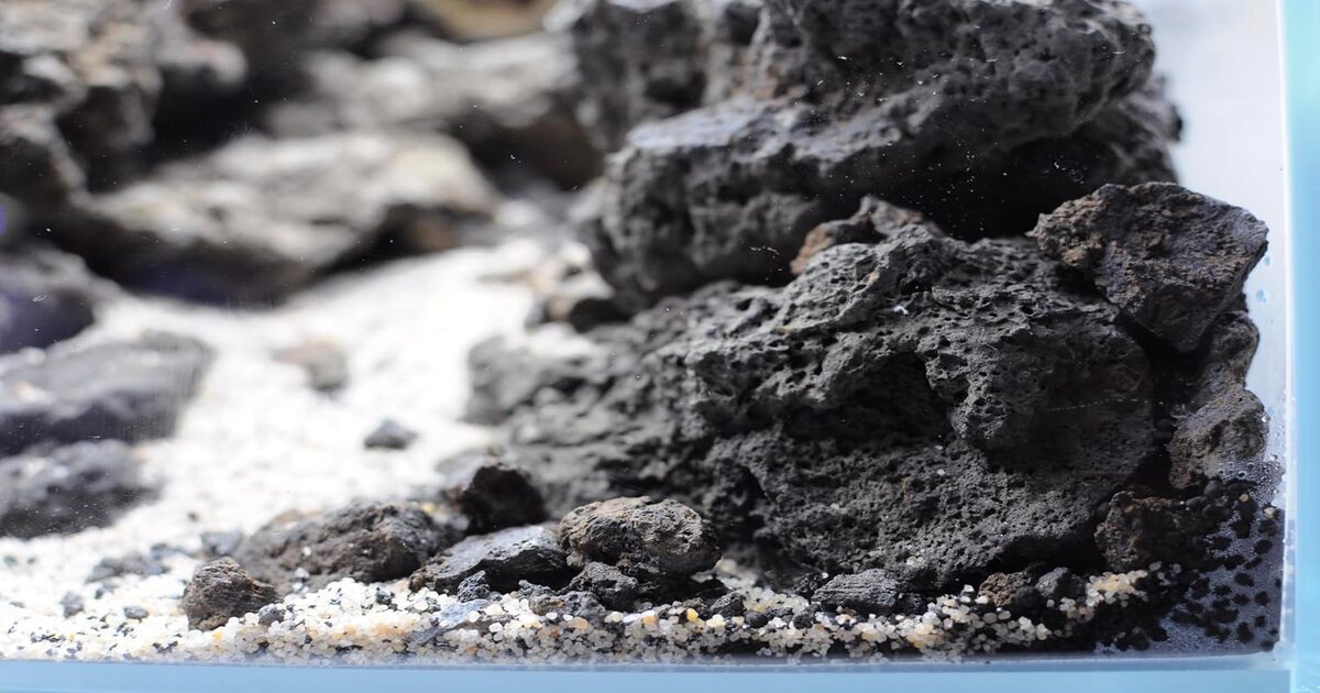 Sol pour aquarium : meilleurs substrats et sables 2025