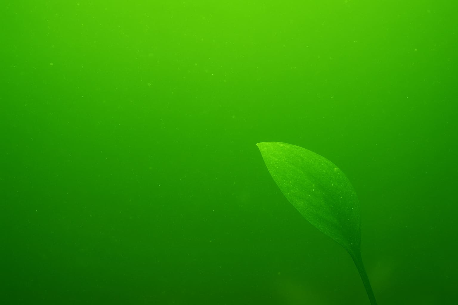 Eau verte