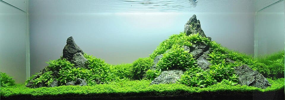 Hemianthus callitrichoides