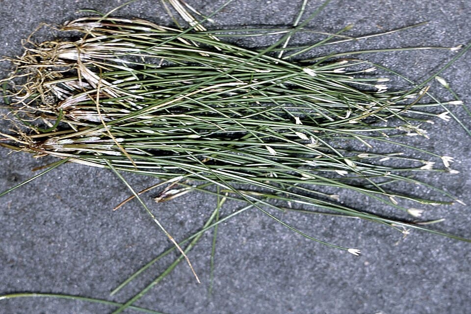 Eleocharis parvula