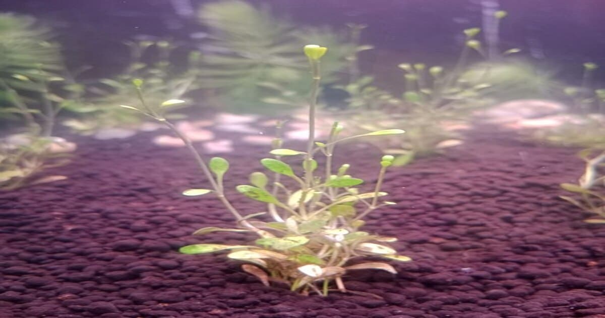 Glossostigma elatinoides