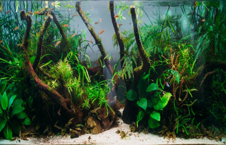 roche-bois-aquascaping-design-naturel-2026-featured.jpg