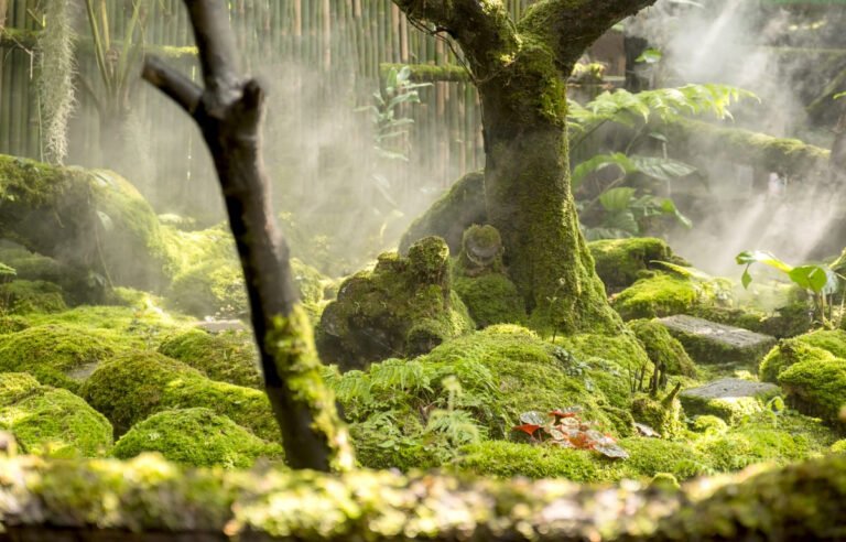 Des plantes de style mousse et fougère couvrent le sol de la forêt dans le jardin