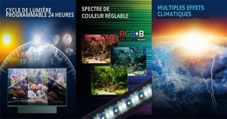 Aquarium 200 litres : population, poissons, matériel et conseils