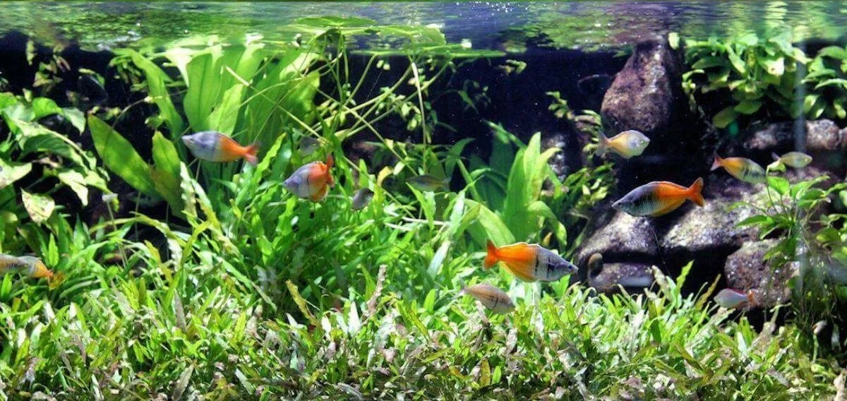 Top 10 des incroyables poissons arc-en-ciel pour votre prochain aquarium d'eau douce