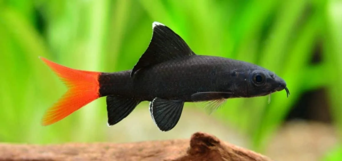 Top 5 des requins d'eau douce pour les aquariums (et leur taille réelle)