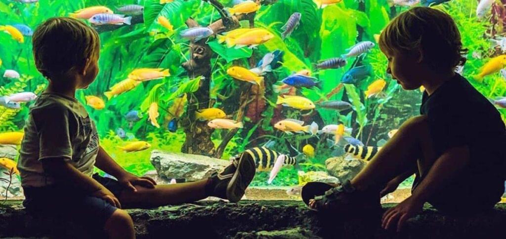 Les nitrites en aquarium : attention à ce danger invisible
