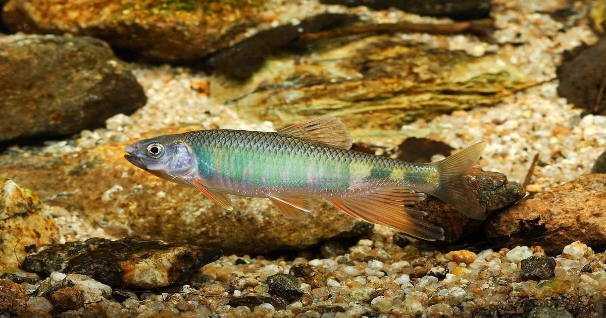 Poissons de rivière en aquarium
