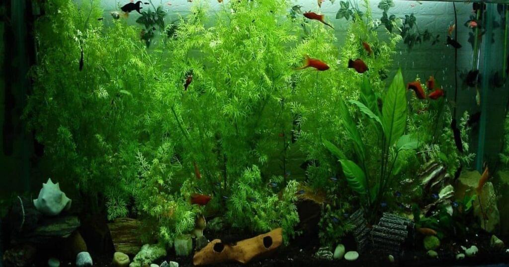 Nitrates In Aquarium