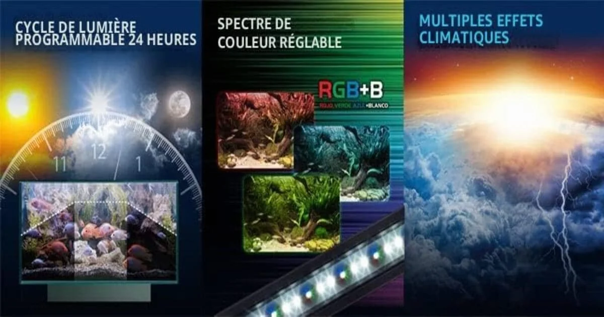 Aquarium 200 litres : population, poissons, matériel et conseils